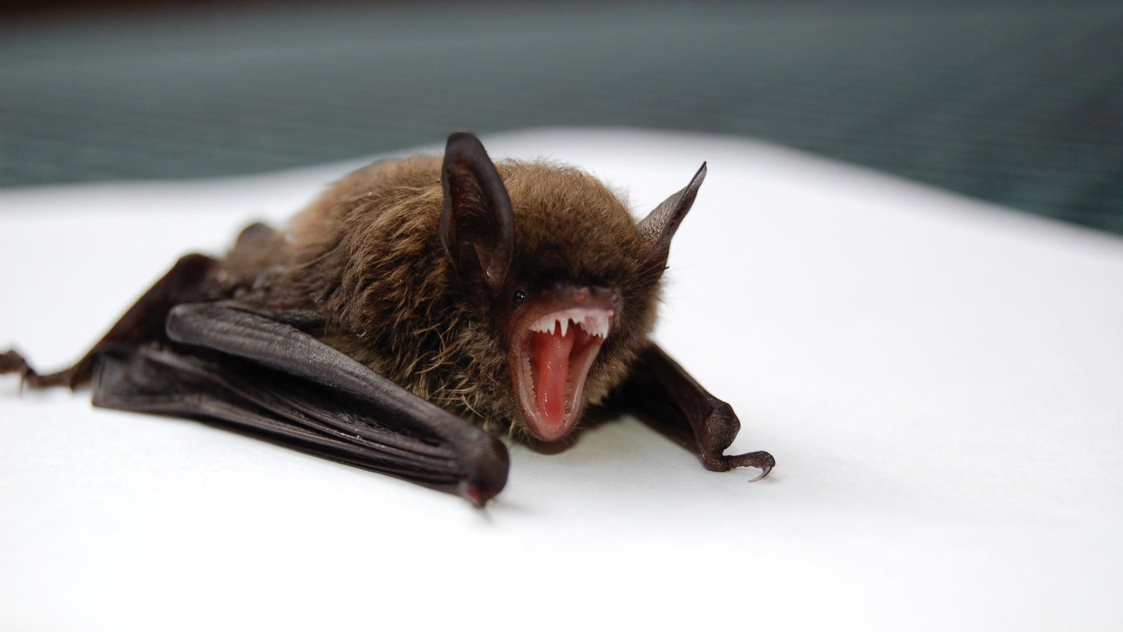 A rabid bat — the animal at the centre of Dr Krista Edelman's alarming ordeal — tested negative for rabies, allowing her to discontinue her preventive vaccine course.