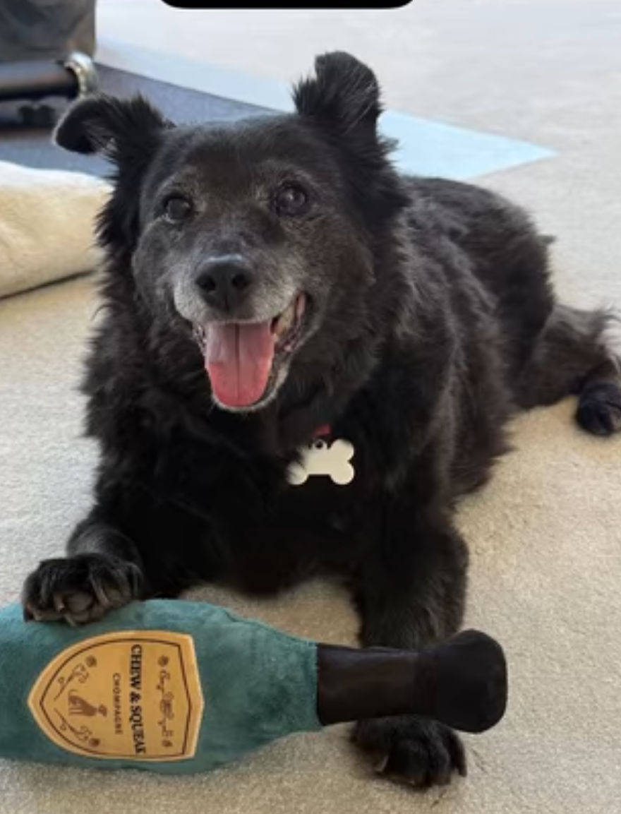 Maggie, the border collie cross Ruth Langsford and Eamonn Holmes adopted from Dogs Trust in 2011, prompted a flood of condolences from celebrities including Gemma Atkinson and Kelly Brook after her death.