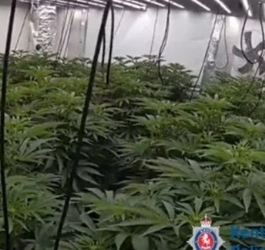 Kent Police photographed the cannabis plants seized from five modified grow rooms at the Riverbank Way property, with evidence on Marius Dardha's phone linking him to supply of the class B drug.