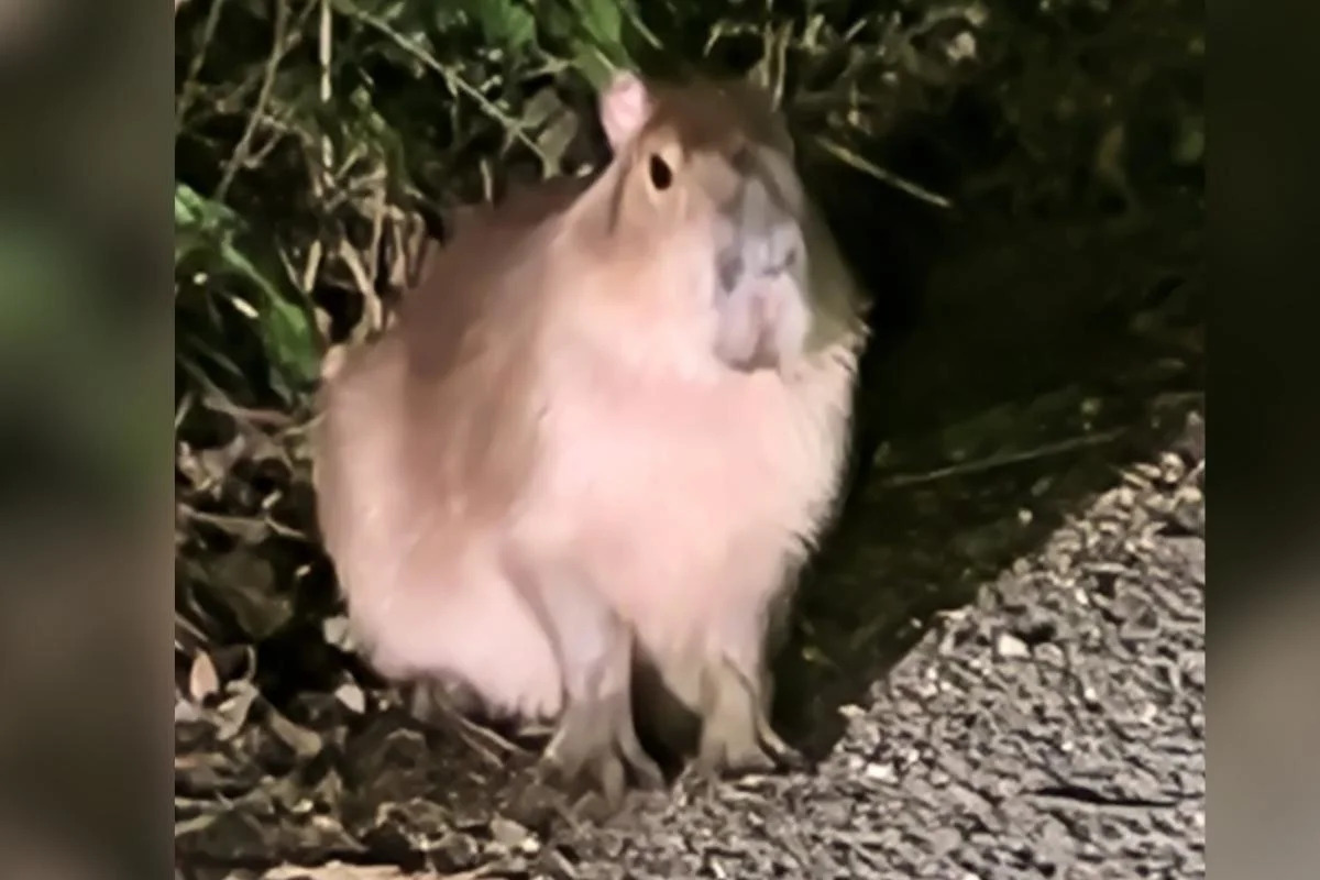 Samba the capybara, caught on wildlife cameras on private land — her first confirmed sighting since August — after more than six months on the loose following her escape from Marwell Zoo.