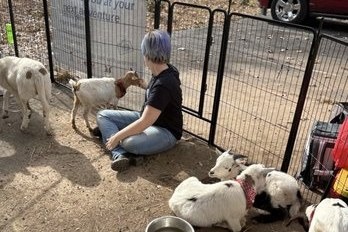 Molly, Maggie, Cow and Uno were still too young to have been vaccinated when the skunk bit them, meaning visitors had no warning the animals were infectious.