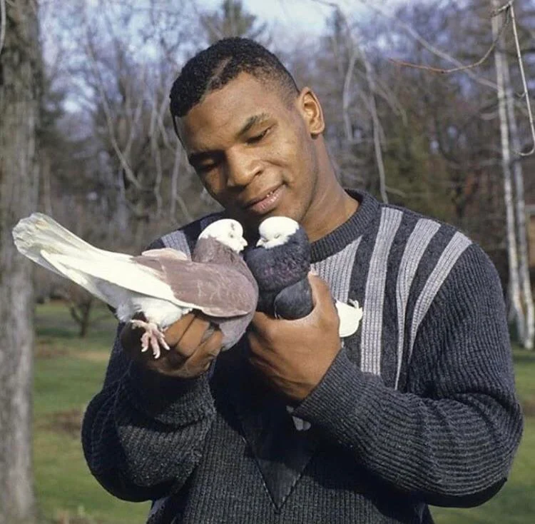 Mike Tyson, whose lifelong passion for pigeon racing his lawyers say makes the "Talking Pigeons" stunt no proof he agreed to it, is being sued for £1.5 million by Rabona over an allegedly abandoned sponsorship deal.