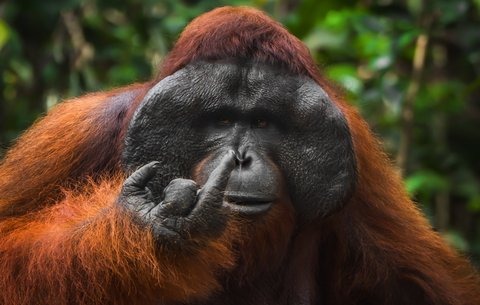 An orangutan appearing to pick its nose, one of the finalist images shortlisted for the 2026 Nikon Comedy Wildlife Awards, which accepts video entries as well as photographs.
