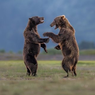 Two brown bears like those at the centre of Russia's fake-photo panic, where a woman was fined 15,000 roubles after an AI-generated bear image triggered a real wildlife search.