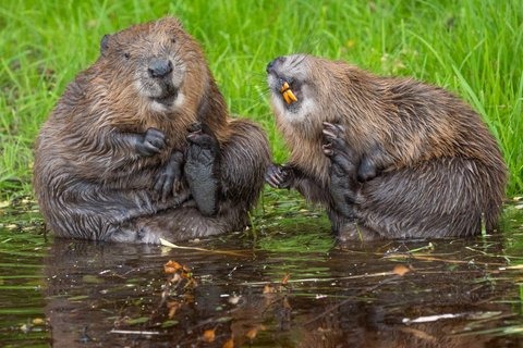 Two beavers grooming each other, among the finalist images shortlisted for this year's Nikon Comedy Wildlife Awards.
