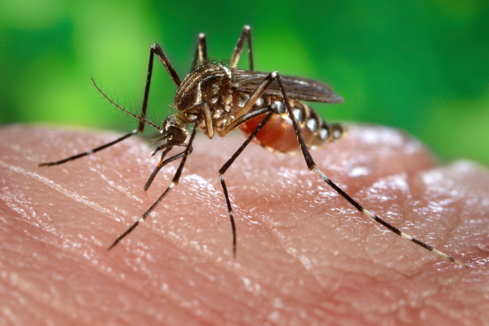Florida's dengue outbreak has grown to 332 cases, already the second-worst on record, with Hillsborough County accounting for 134 of the state's 153 locally acquired infections.