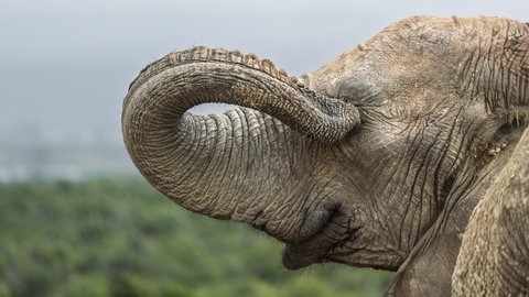 An elephant curling its trunk skyward, one of the comic animal moments captured by photographers competing for the 2026 Nikon Comedy Wildlife Awards.