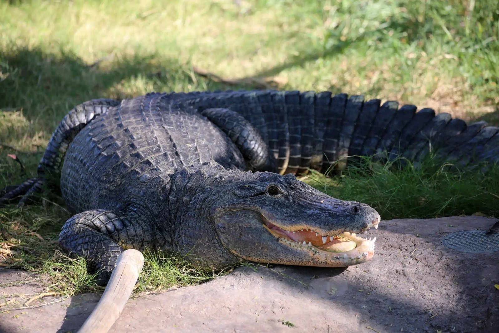 Florida fisherman, 71, posing with his catch was still alive when a 12-foot alligator dragged him under