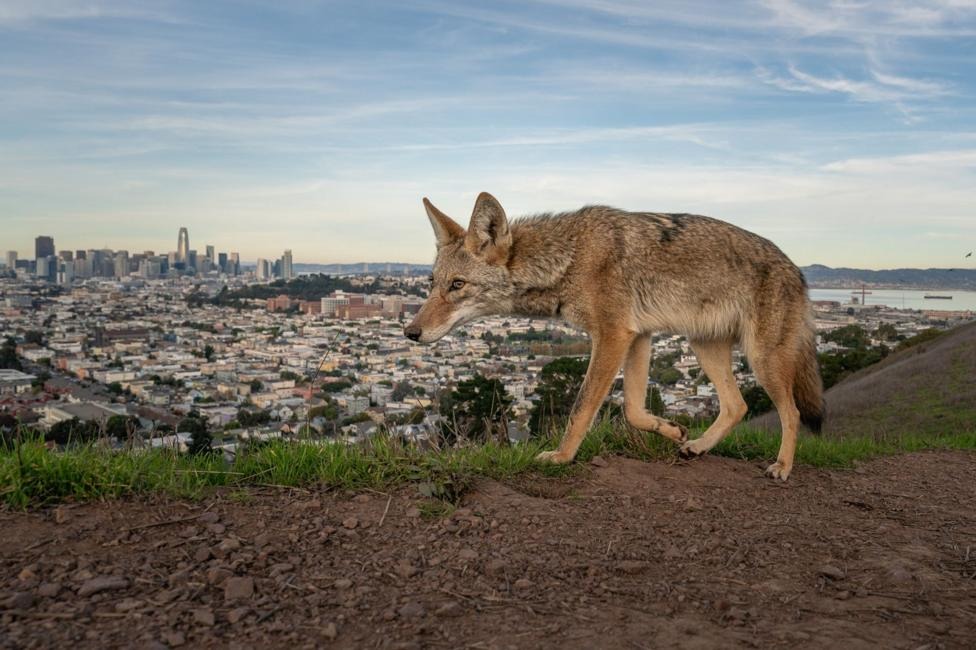 A coyote pauses mid-stride on a sun-baked dirt slope in Bernal Heights Park, its tawny coat and alert ears silhouetted against San Francisco's dense residential neighbourhoods and the bay beyond.