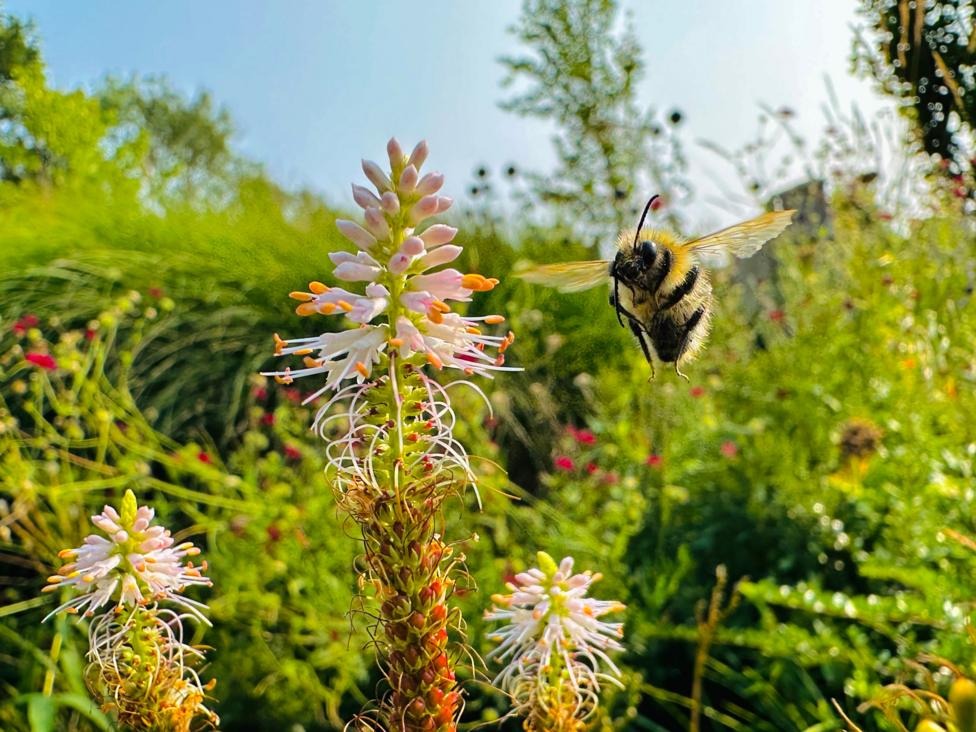 A large bumblebee beside white-flowered plants, as the Young Wildlife Photographer of the Year prize went to 14-year-old British photographer Oscar Whitfield for his image of a dung beetle in Zimbabwe.