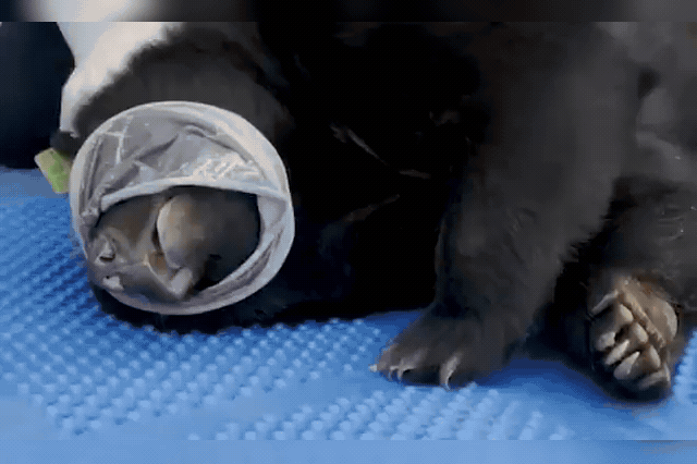 TV farmer flies five bile-farm moon bears 5,500 miles to new Suffolk home in UK-first rescue