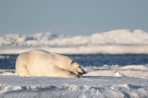 A polar bear like those now gathering near Churchill, Canada, where Polar Bears International's AI camera system alerts residents to approaching bears during the annual seasonal gathering.
