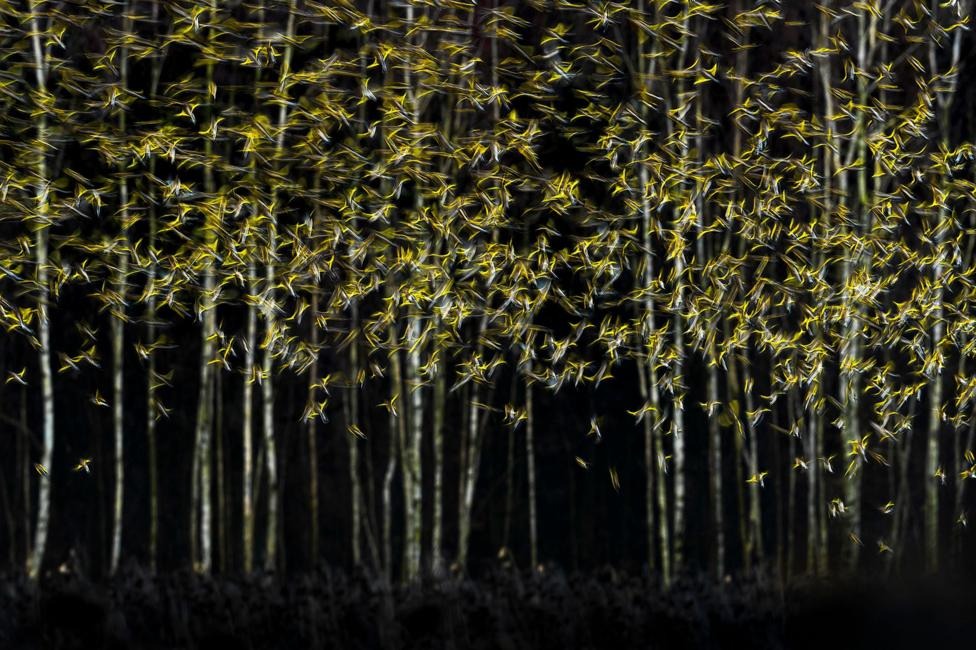 Hundreds of small birds blur into golden streaks among tall, pale-trunked trees at night, their motion creating the illusion of glowing foliage across the darkened woodland.
