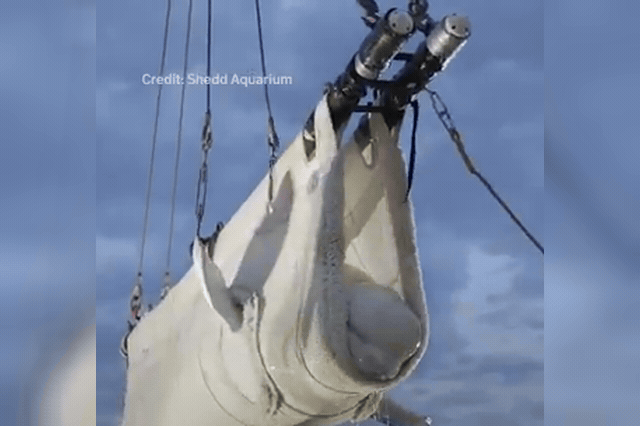 Six beluga whales are flown from Marineland, the now-closed Niagara Falls theme park whose belugas made the 2,500-mile journey to the US in August — one of whom, Cyprus, has since died at SeaWorld San Diego.