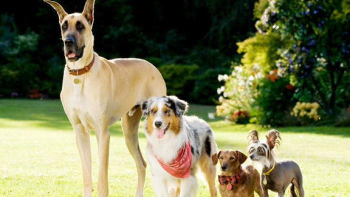 Dogs of different sizes, as seen in the Marmaduke film. Great Danes and mastiffs typically die before the age of 10, while Chihuahuas can reach close to double that lifespan — a gap researchers now attribute to faster…