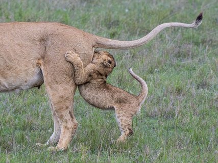 A lion cub clinging to an adult lioness, one of the finalist entries shortlisted for the 2026 Nikon Comedy Wildlife Awards.