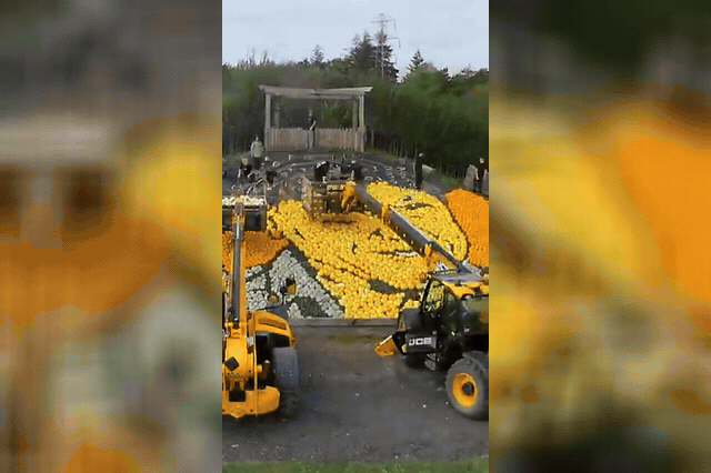 The 218.2 square metre mosaic of around 11,000 squashes and pumpkins, which Guinness adjudicator Pravin Patel confirmed beats Sunnyfields Farm's own previous record of 212 square metres.