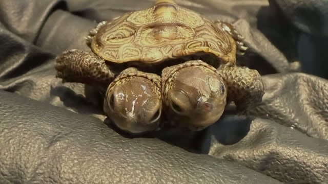 The rare two-headed turtle hatchling found on Cape Cod, Massachusetts, whose condition — bicephaly — means its two heads may pull in competing directions, reducing its chances of surviving in the wild.