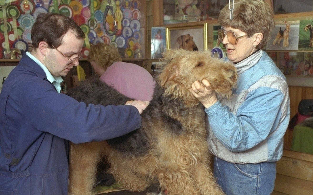 David Brand, 59, and Mary Swash, whose Airedale terrier Ginger Christmas Carol took best-in-show at Crufts in 1986.