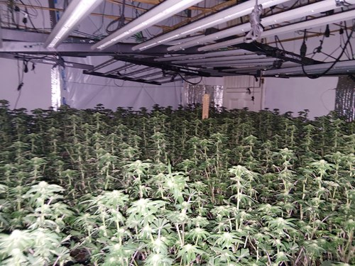 One of the fourteen cannabis farms shut down by Operation Kendrew, which saw 300 officers raid 47 properties across Scotland and Birmingham, rescuing trafficking victims forced to work by a Vietnamese crime gang.