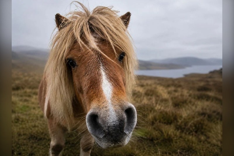 Cheeky, the Shetland pony at the centre of the case, after Thomas Mikaelson admitted attempting to sexually penetrate the animal at a Huddersfield farm last year.