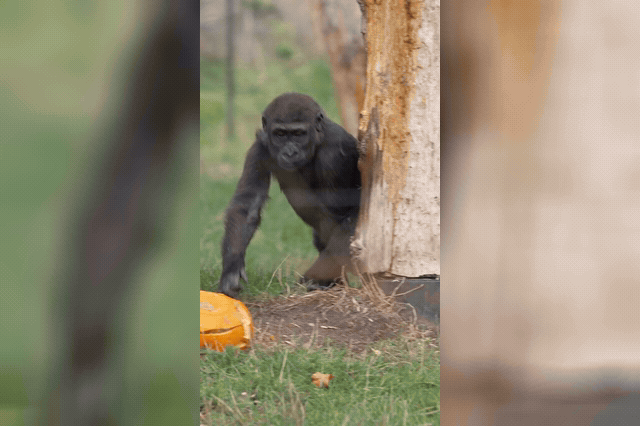 The annual pumpkin-feast tradition extends across the zoo, with keepers laying scent trails to trigger natural foraging instincts in species including Sumatran tigers, okapis and Komodo dragons.