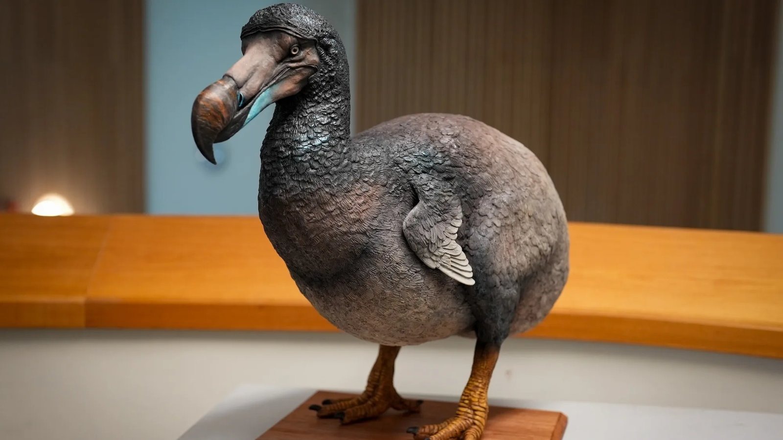 Colossal Biosciences' AI platform identified over 2,300 regulatory DNA segments tied to the dodo's skull and beak, giving researchers a blueprint to engineer its traits into the Nicobar pigeon.
