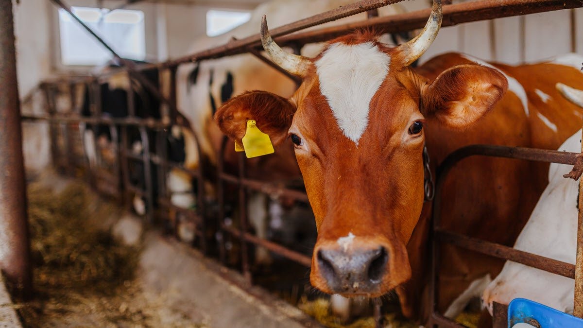 Patient dies in France after the cattle-borne Shamonda virus is detected in a human for the first time