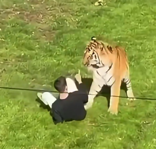 Altai, the five-year-old Amur tiger at Yorkshire Wildlife Park, whose enclosure William Chapman vaulted into on Saturday after witnesses described him as 'not attached to reality.'