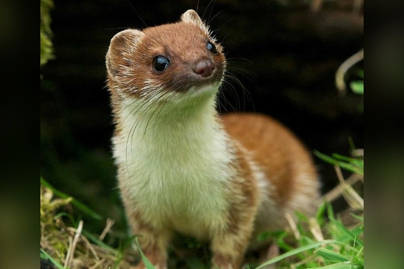 A lone male stoat on Rousay has evaded 229 traps, 59 AI-equipped cameras and detection dogs across the two-mile-wide Orkney island since at least 6 September.