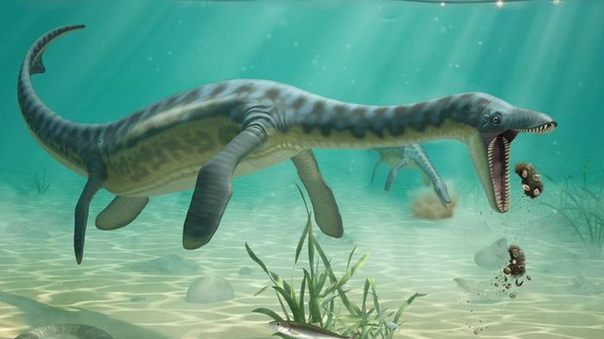 Fossilised vomit pellets drilled from Jurassic rock beneath the North Sea, showing the compressed shells, sea lilies and worm tubes that plesiosaurs regurgitated in freshwater river deltas some 160 million years ago.