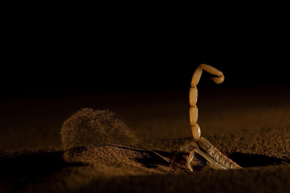 A pale scorpion raises its curved tail from dark desert sand as it burrows into a dune, one of 65,403 entries competing for the 2026 Wildlife Photographer of the Year title.