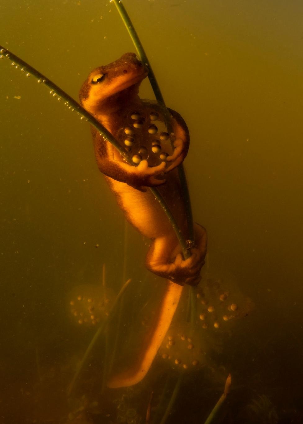 A California newt clings vertically to a submerged plant stem in murky amber water, its spotted underside and egg-covered vegetation clearly visible beneath the surface.