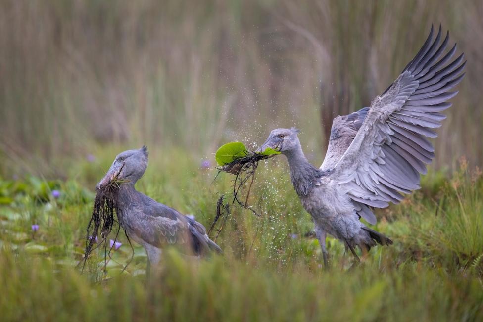Two shoebill storks carry nesting material across a flower-dotted swamp as the winning images from this year's record-breaking competition prepare to go on public display in London on Friday 16 October.