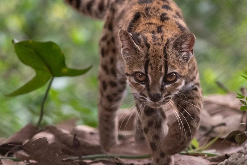 A wild cat smaller than a domestic moggy, housed at a rescue sanctuary in Bolivia — the only confirmed living member of the newly named species Leopardus tilcayo, first mistaken for a domestic kitten.