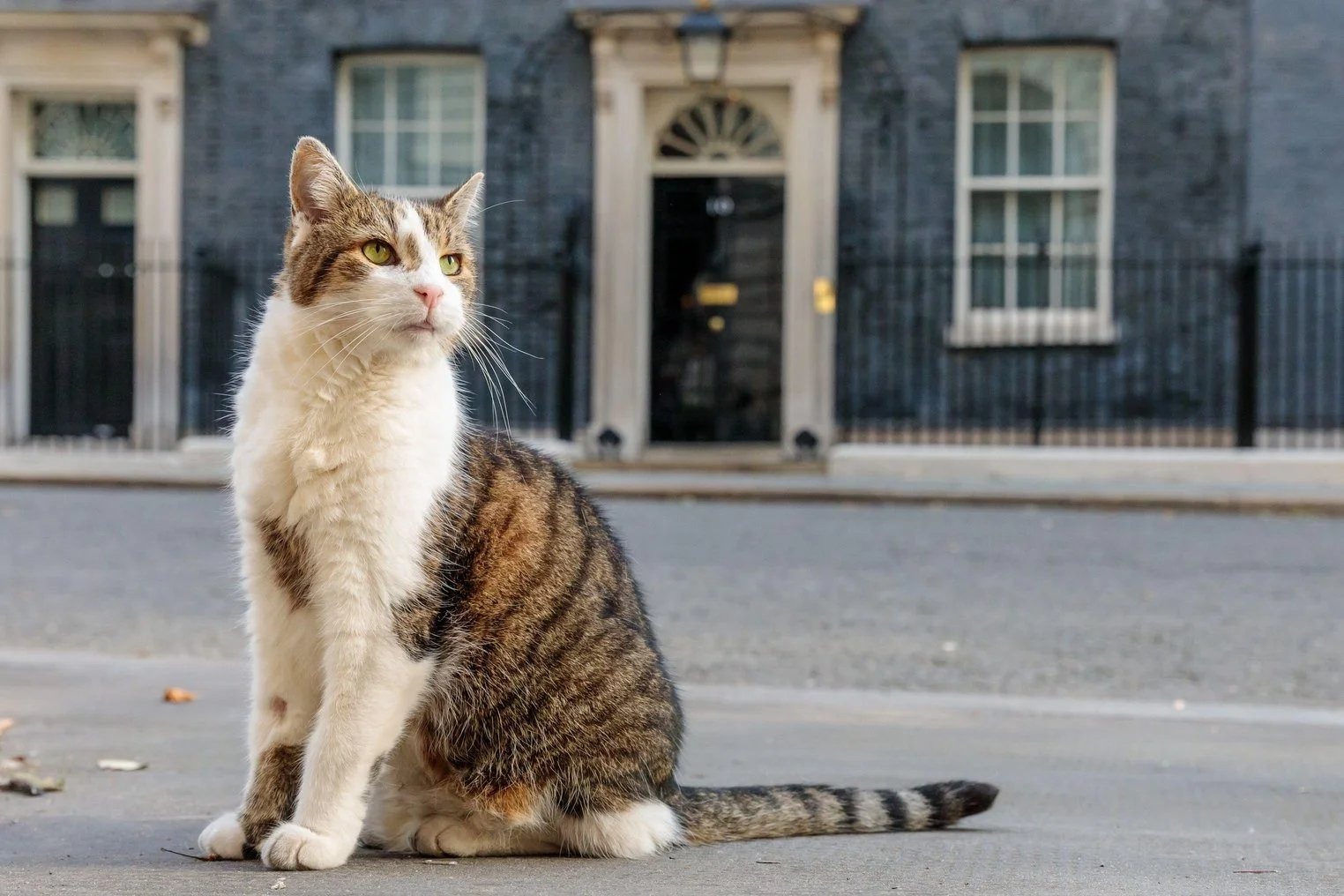 Larry the cat is back on patrol at Downing Street after cyst removal operation at age 19