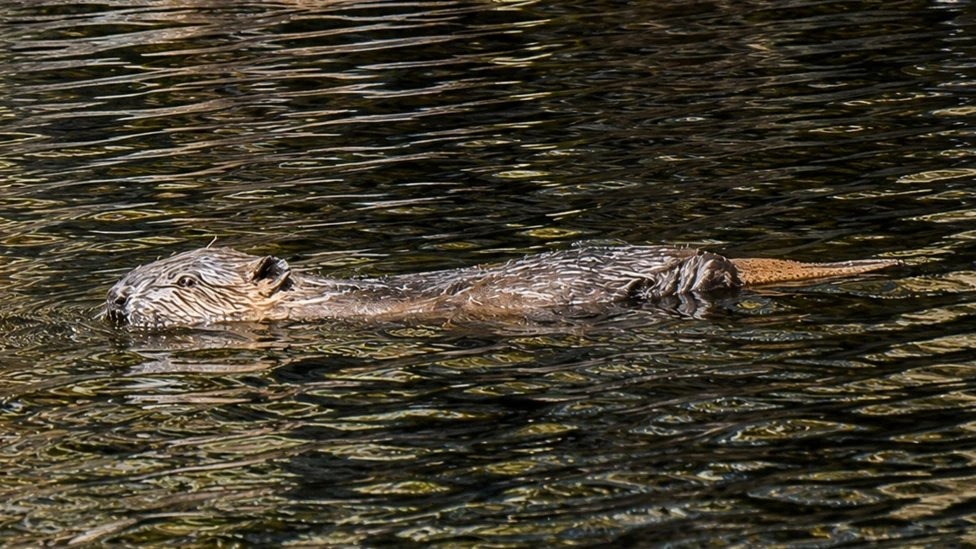 A baby beaver in the Scottish Highlands. Trees for Life and the Beaver Trust have been licensed to release up to 15 family groups into the Loch Ness area, with initial releases possibly beginning next month.