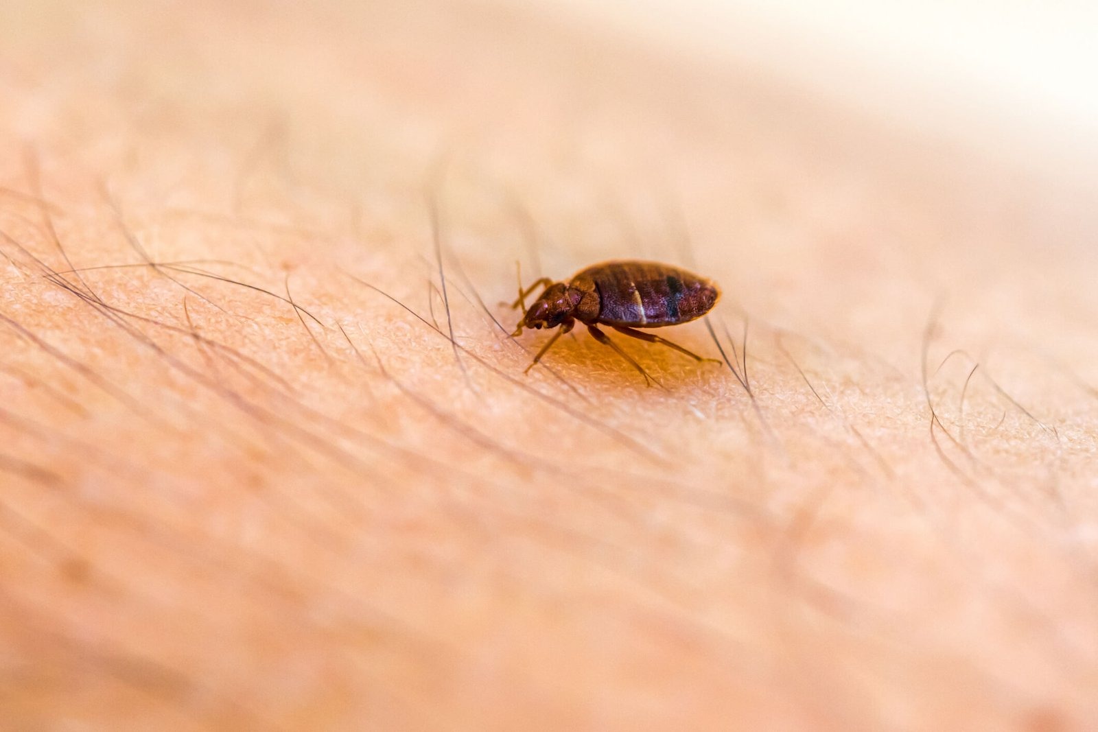 One in every 42 hotel rooms monitored by pest-trap firm Valpas has recorded a bedbug sighting, as infestations surge by up to 25 per cent a year in London.
