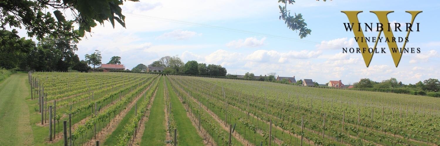 Winbirri Vineyard in Surlingham, Norfolk, where thieves stripped 500kg of grapes on September 22 — enough to produce 400 bottles of wine worth up to £8,000.