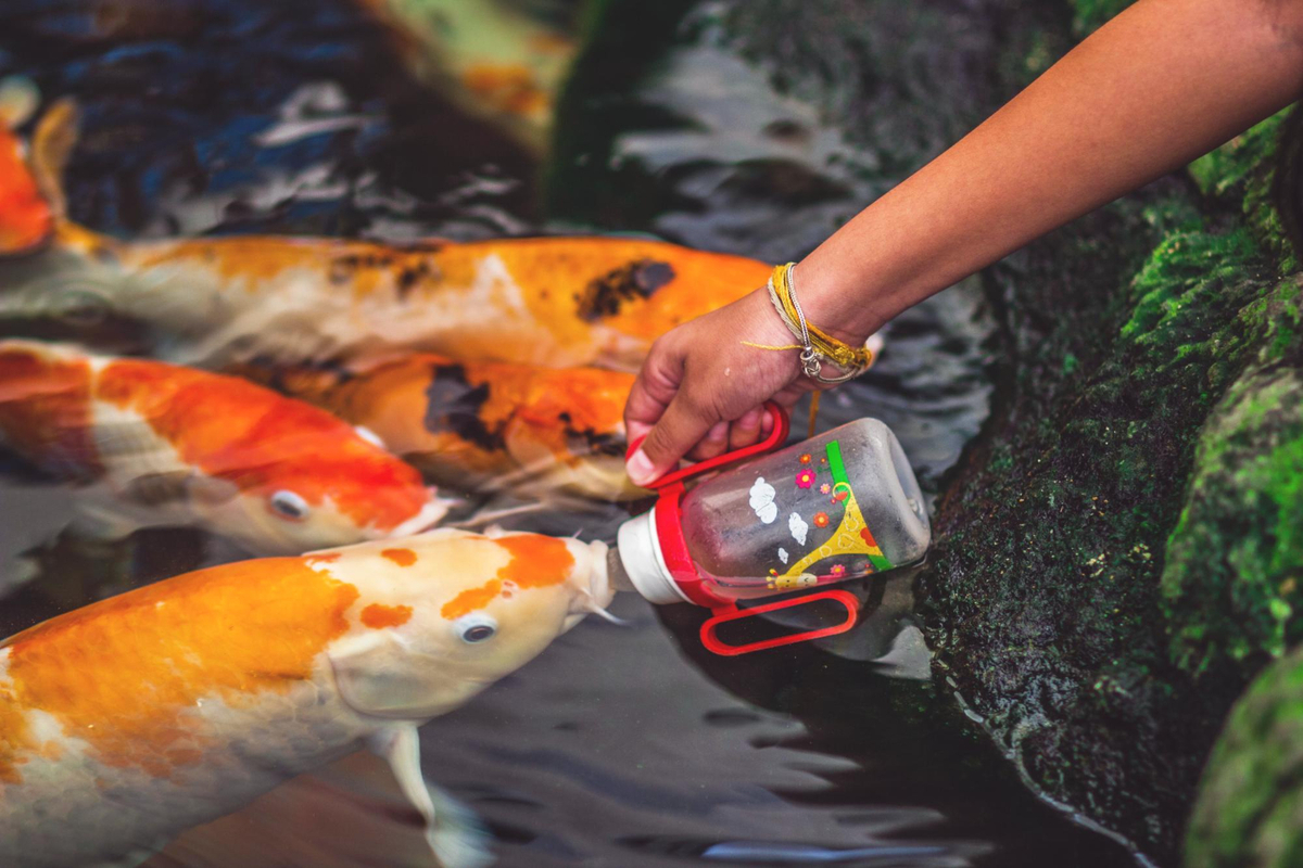 Como cuidar de peixes ornamentais
