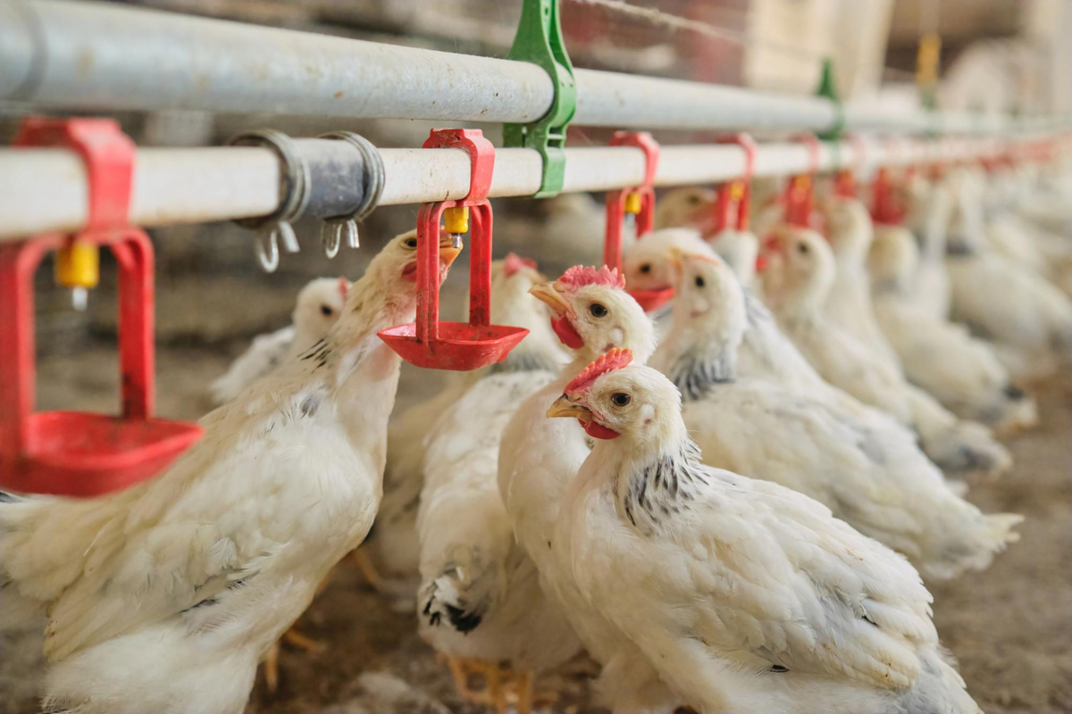 Basic Poultry Farming