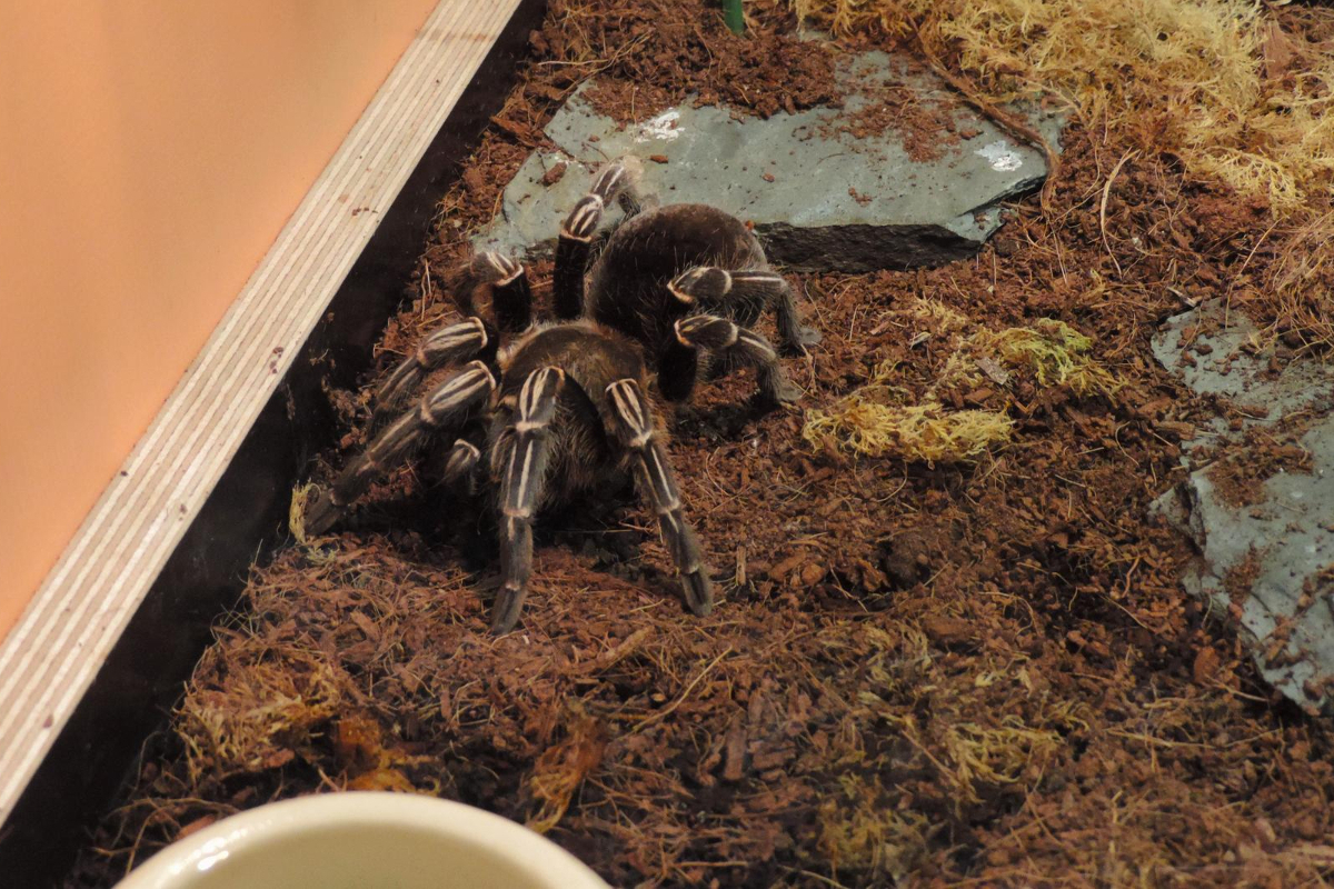 Exotic Insect Breeding