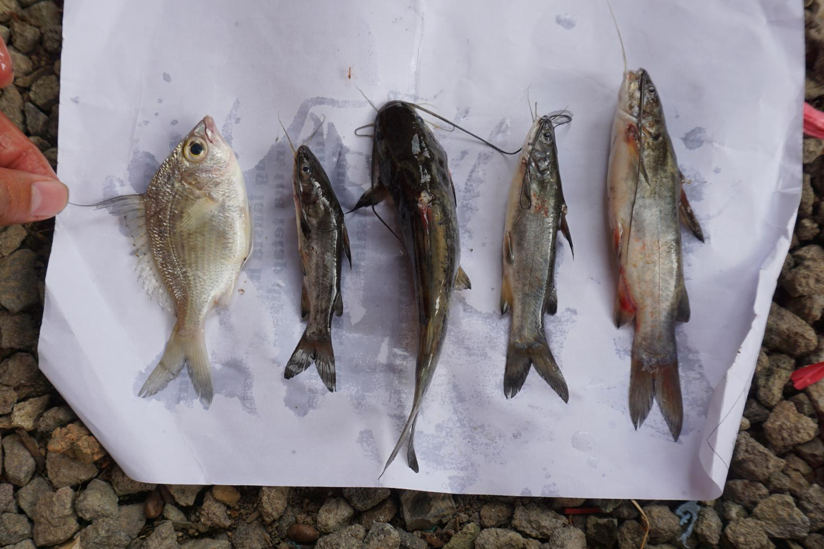 Fish Identification and Taxonomy