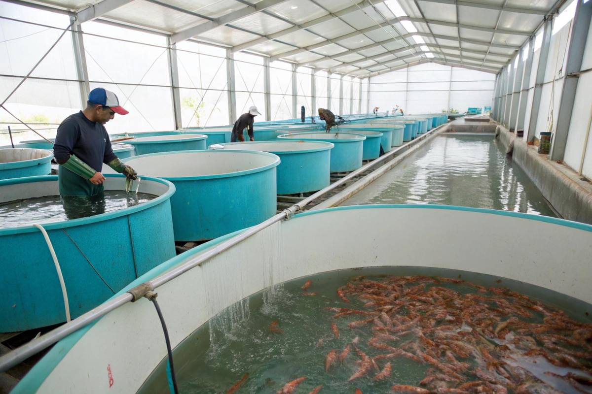 Aquaculture and Fish Farming