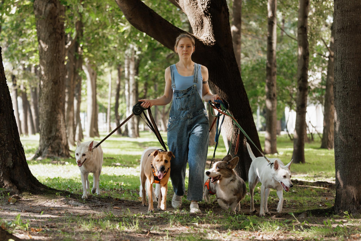 Pet Sitter