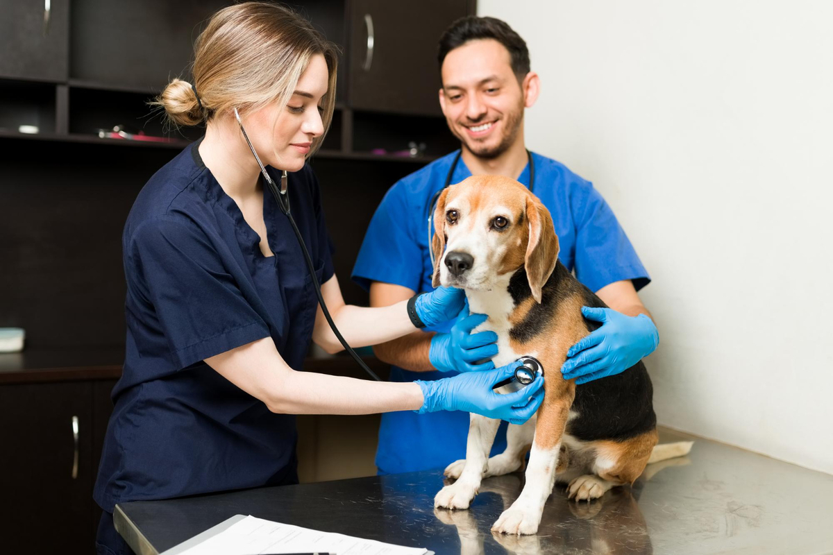 Veterinary Assistant and Pet Shop