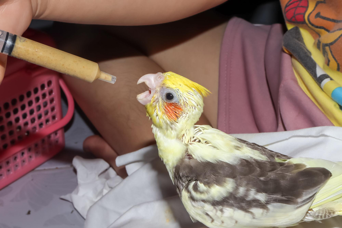 Care for Domestic Birds