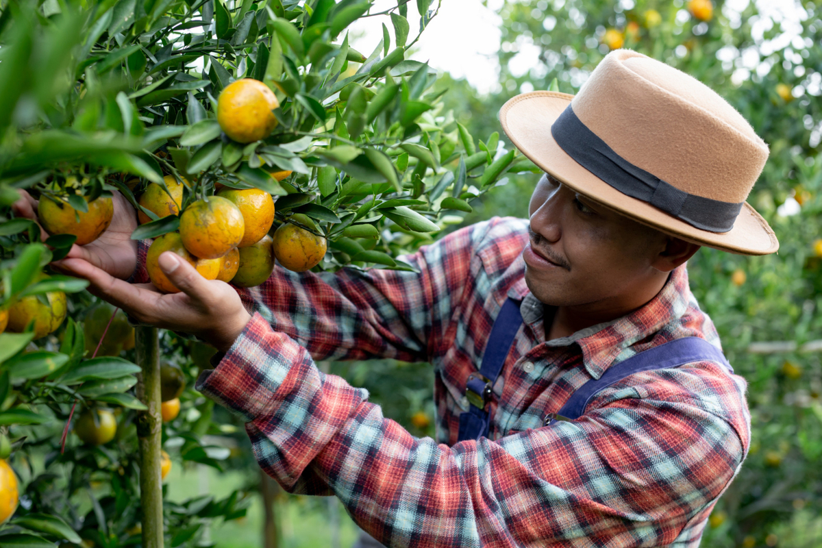 Agricultura Brasileira por Geobrasil