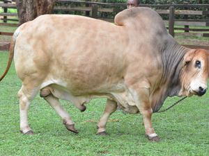 ALiCE2013: Field visit to Kenya Animal Genetic Research Centre