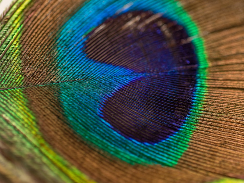 photography of peacock feather